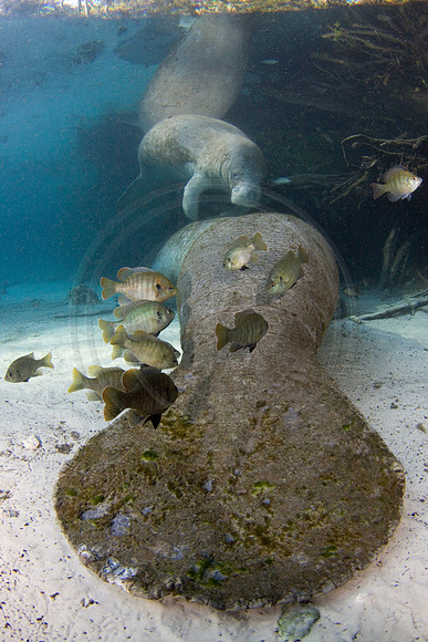 Manatees-1617
