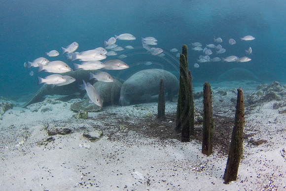 Manatees-3133