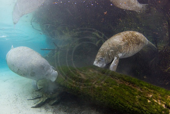 Manatees-2359