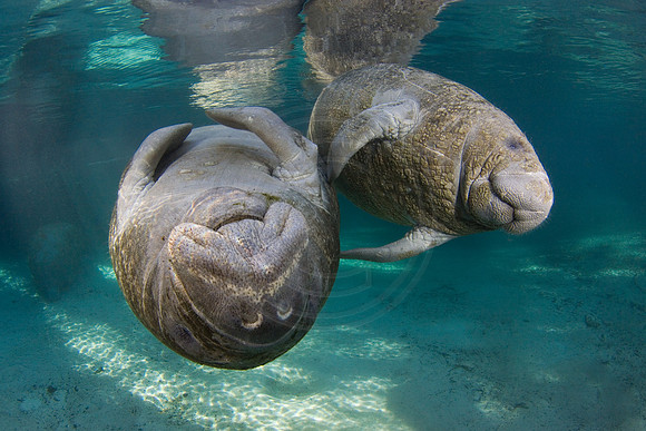 Manatees-1709