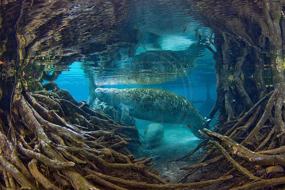 Manatees-2299