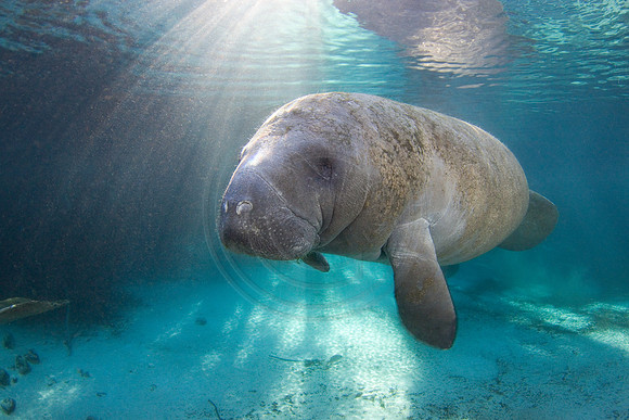Manatees-2438