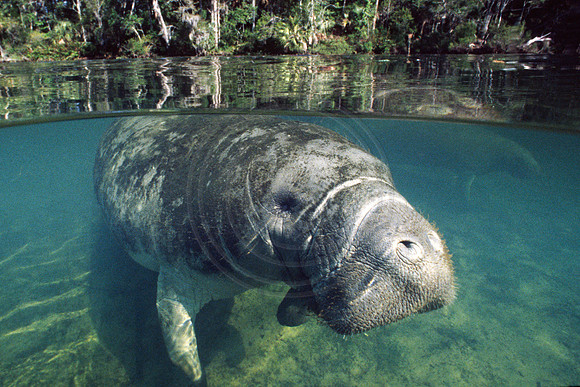 Manatees-0071