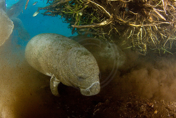 Manatees-2358
