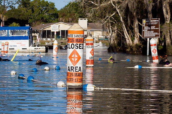 Manatees-2162