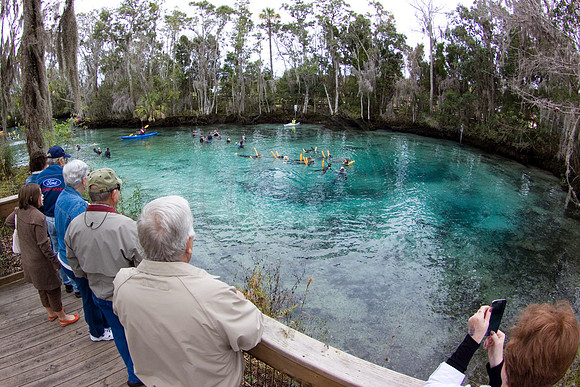 Manatees-2734