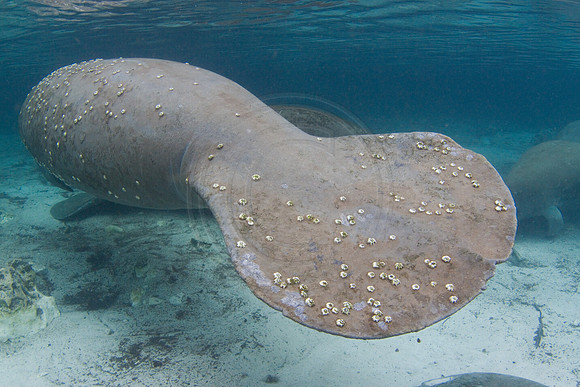 Manatees-1542