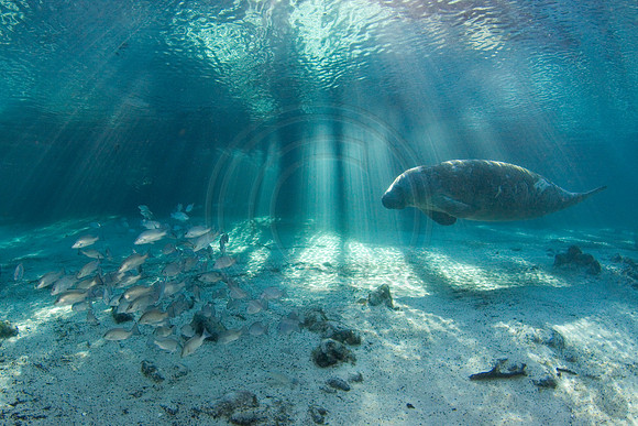 Manatees-2582