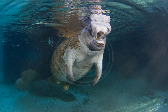 Manatees-2499