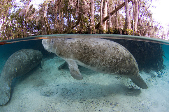 Manatees-2941
