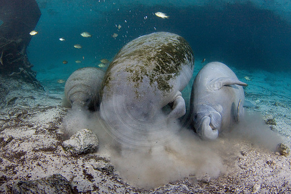 Manatees-1923