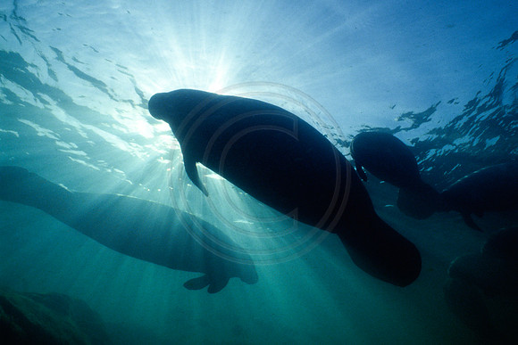 Manatees-0057