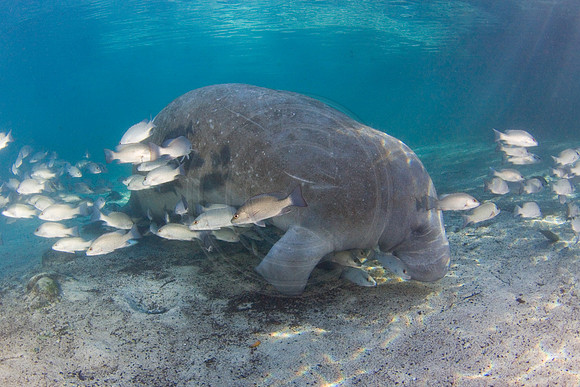 Manatees-2571