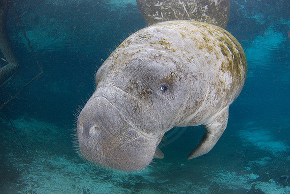 Manatees-3411