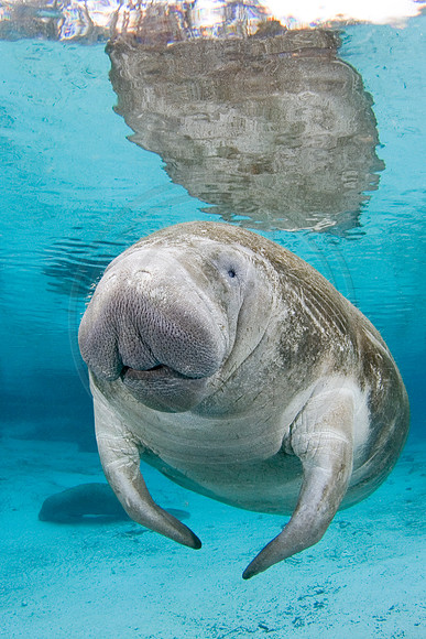 Manatees-1101