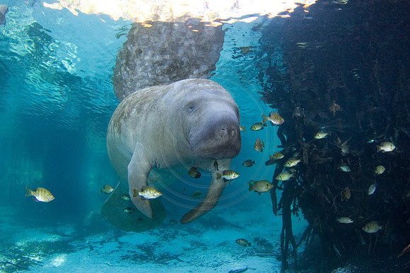 Manatees-2534