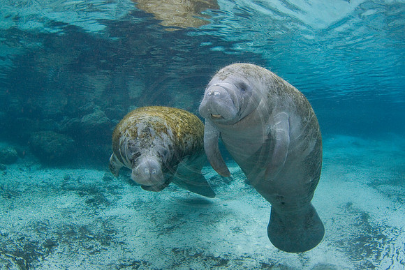 Manatees-3333