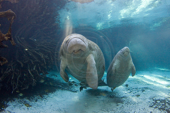 Manatees-2289