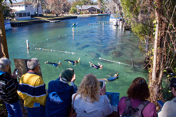 Manatees-2741