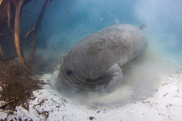 Manatees-3124