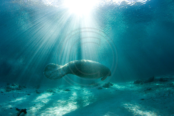 Manatees-0673