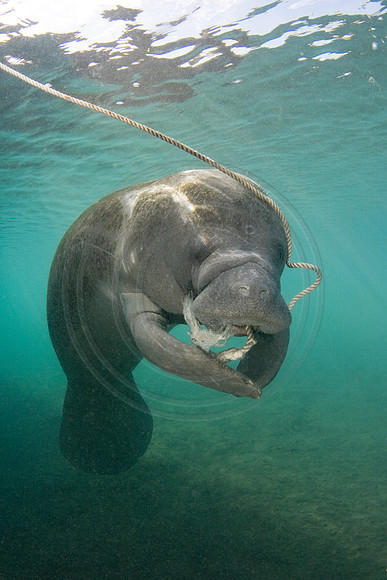 Manatees-0981