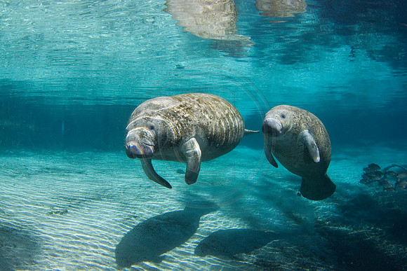 Manatees-2293