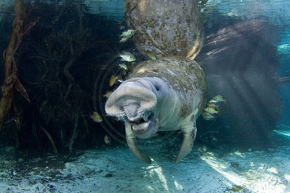 Manatees-2530