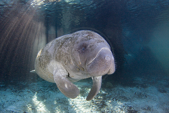 Manatees-3376