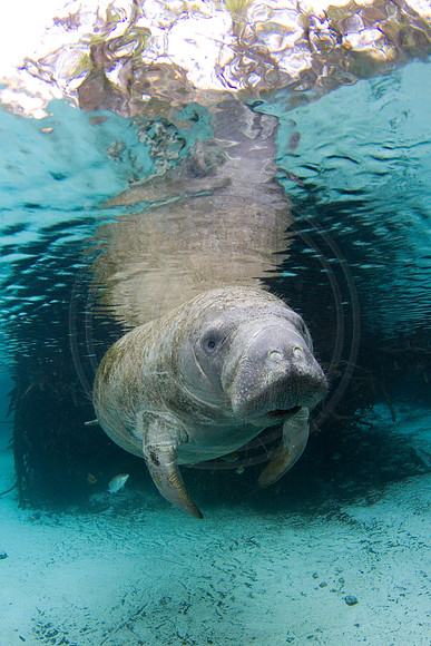 Manatees-2523