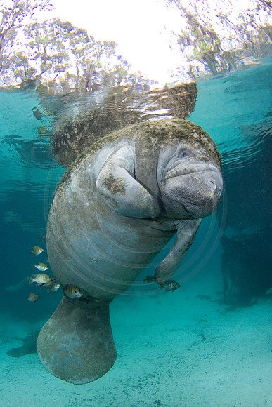 Manatees-2519