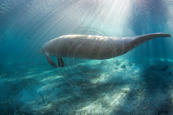 Manatees-2586