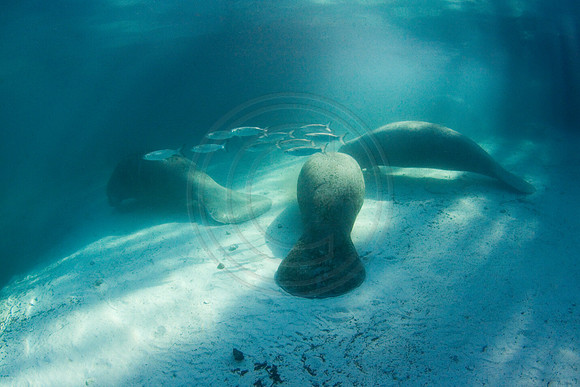 Manatees-2932