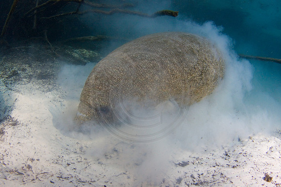 Manatees-1919
