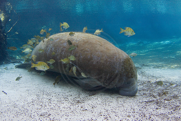 Manatees-1609