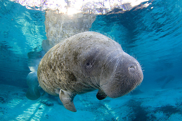 Manatees-1315