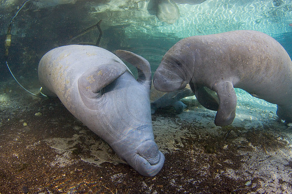 Manatees-1799