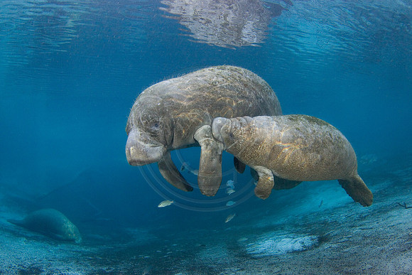Manatees-2340