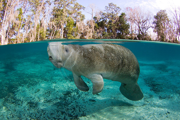 Manatees-2420
