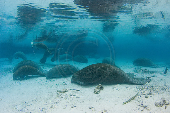 Manatees-1033