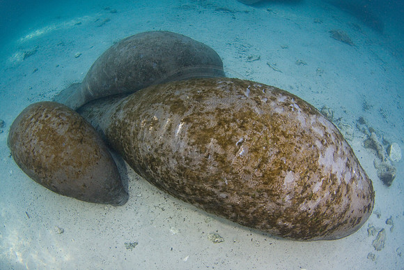 Manatees-1804