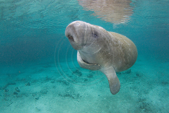 Manatees-2436