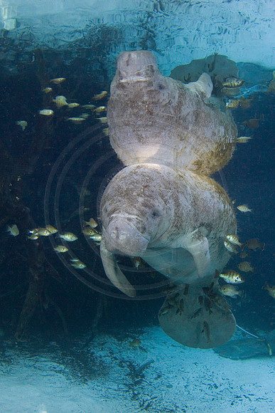 Manatees-2543