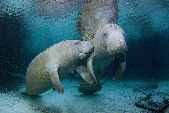 Manatees-3327