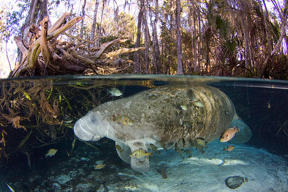 Manatees-2427