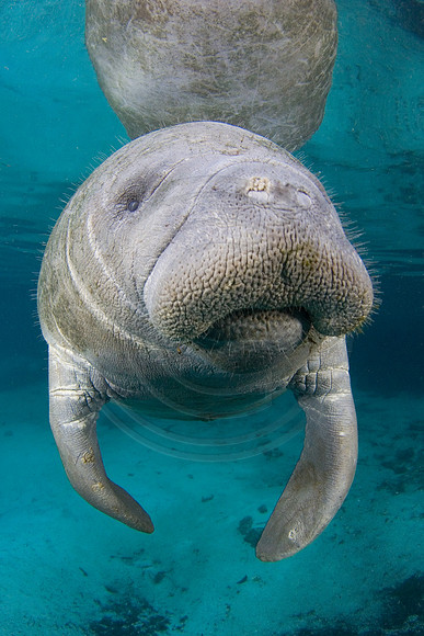 Manatees-2088