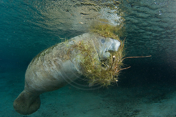 Manatees-1158