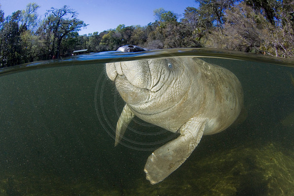 Manatees-3371