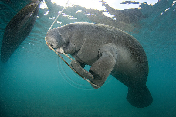 Manatees-0987