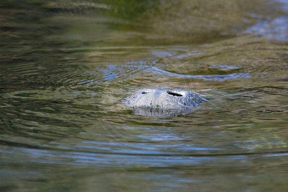 Manatees-3456
